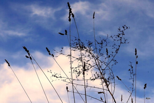 Ciel bleu et herbe !