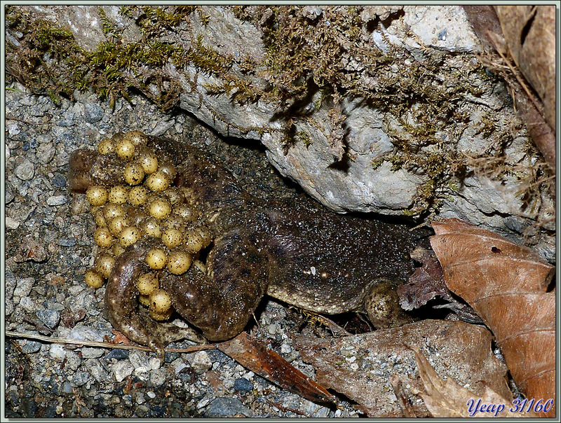 Le chant de l'Alyte ou Crapaud accoucheur (Alytes obstetricans) - Lartigau - Milhas - 31