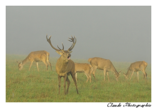 LE BRAME DU CERF à la ferme du Houga