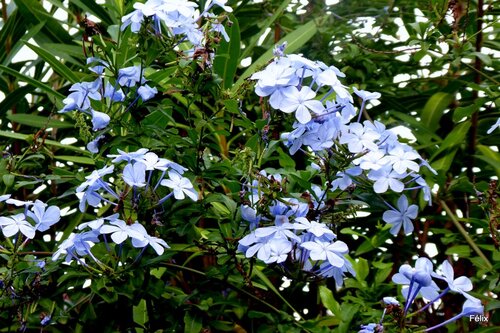 Fleurs bleues du plumbago