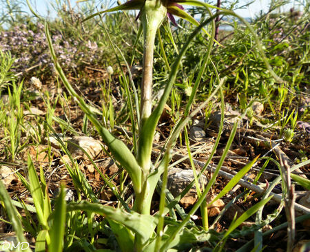 Tragopogon porrifolius  -  salsifis de Provence