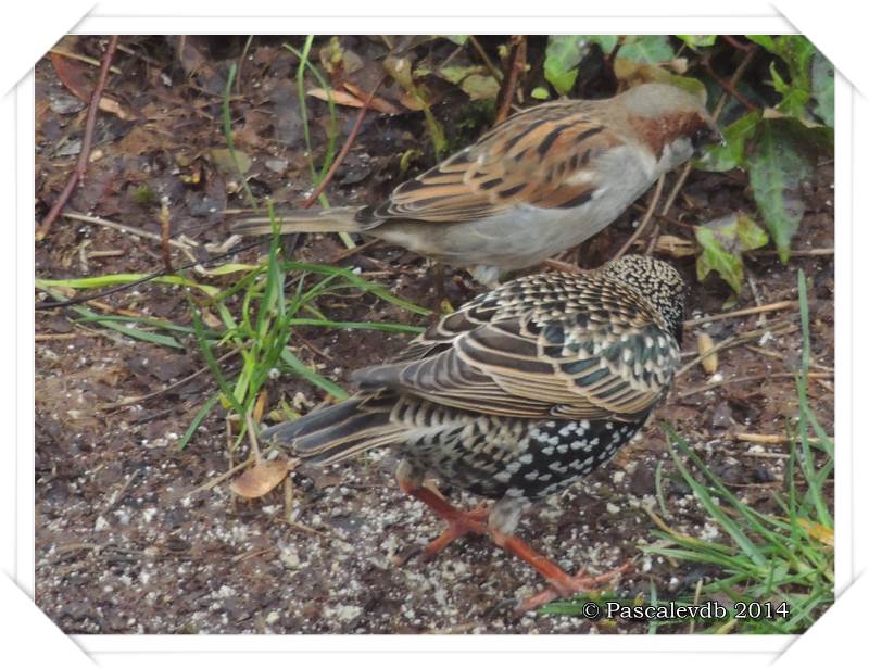 Les oiseaux de "mon" chemin - 4/9