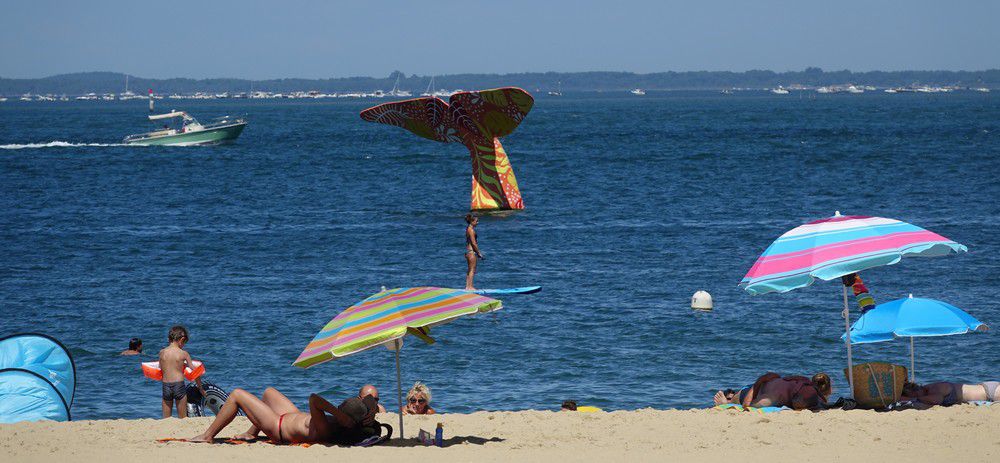 La queue de la baleine à Arcachon - été 2019...