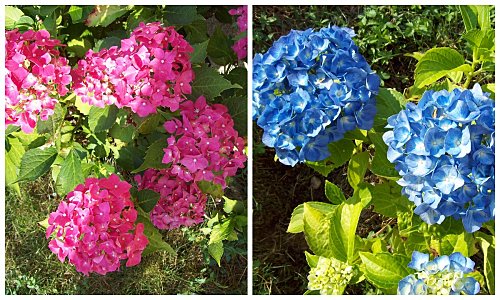 Hortensias rose et bleu