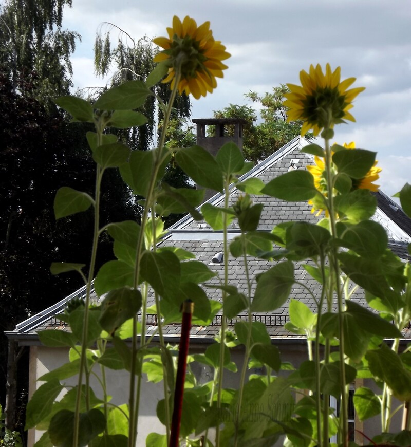 Des soleils en jardinières.