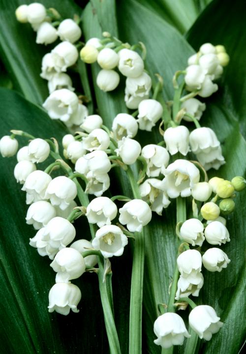 Fleurs cultivées : Muguet