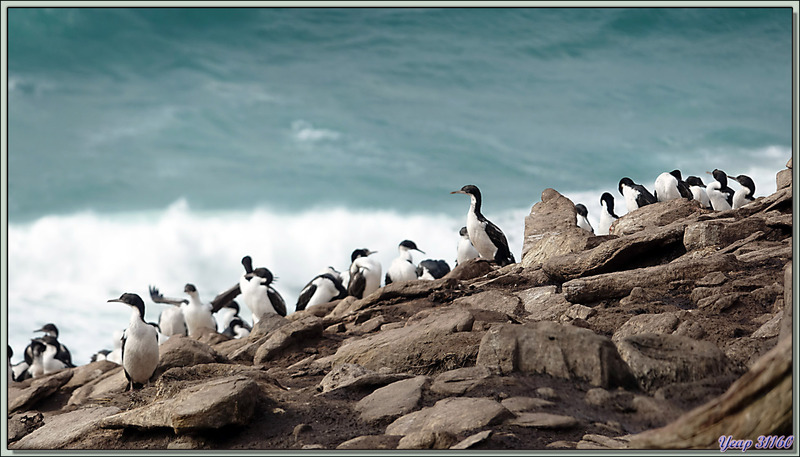 Colonie de Cormorans impériaux, Imperial Shag (Leucocarbo atriceps) - The Neck (Le Détroit) - Saunders Island - Falkland (Malvinas, Malouines) - Grande-Bretagne