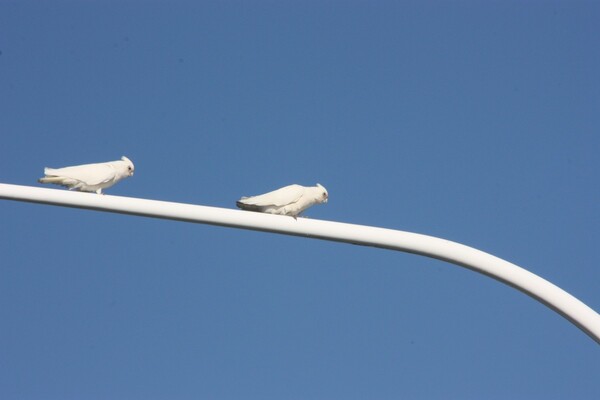 perroquets-blanc-Forster-Beach.jpg
