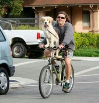 walking bicycle dogs bicycle