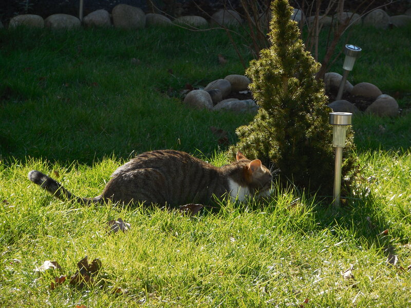 * Ioka et ses ami(es) au jardin *