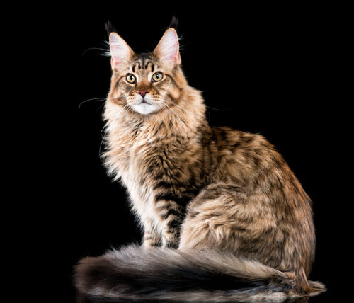 Le chat Maine Coon