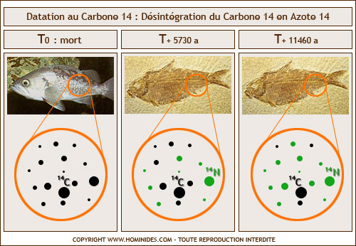 Datation au carbone 14 Schéma explicatif (Copyright Neekoo pour Hominides.com).jpg