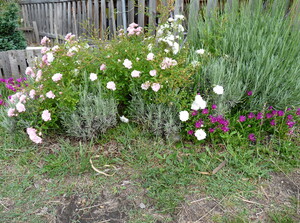 Bouturer les rosiers