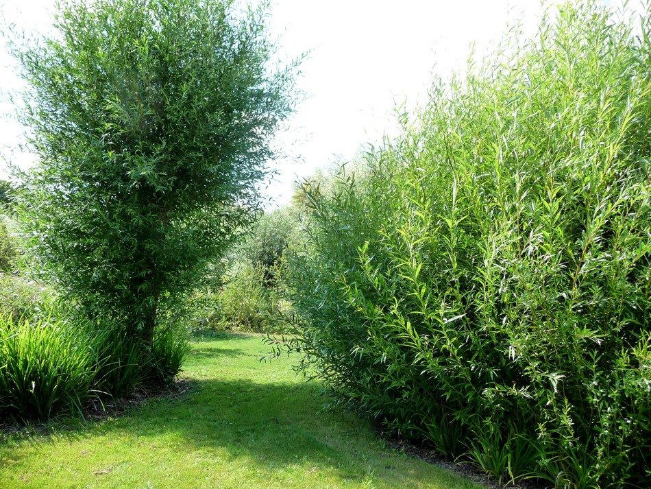 Le Jardin des Vertueux (Hortillonnages)