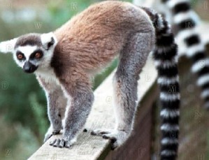 Lemur katta - Hidden alphabets
