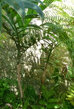 chamaedorea microspadix - palmier bambou