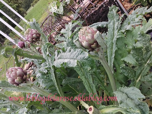 Nouvelle saison au potager / New season for the vegetable garden
