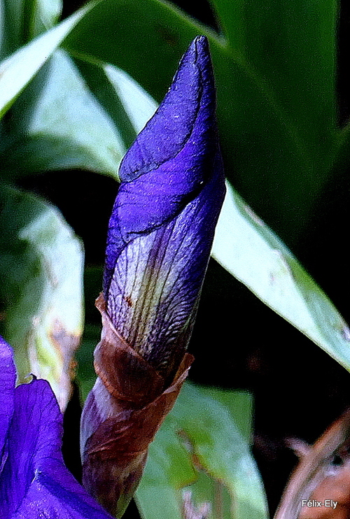 L'iris et en fleur !