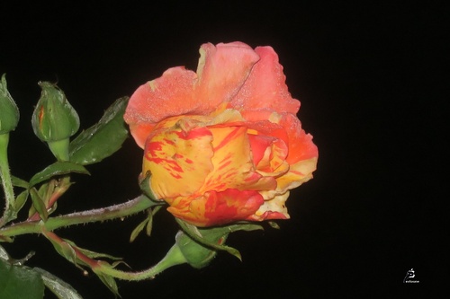 Roses d’automne de Nérée Beauchemon 