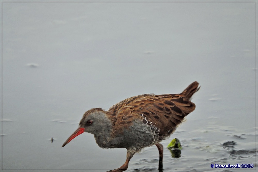 Réserve ornitho du Teich - Septembre 2015 - 5/6