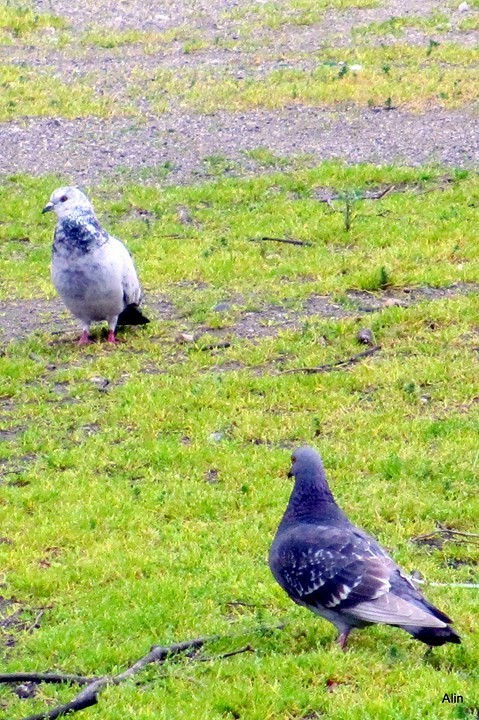 y05---Les-2-pigeons.JPG