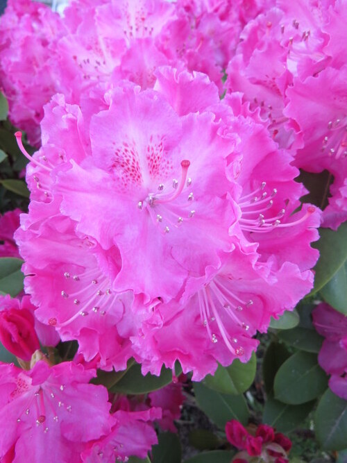 Couleurs  dans le jardin de Bertille