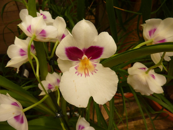 Des orchidées