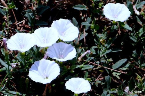 Des fleurs blanches sauvages !