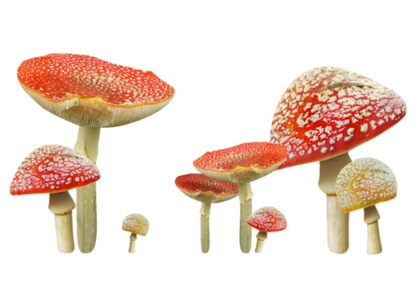 Champignons 5