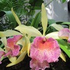 Brassocattleya - Keowee - Salle des orchidées  - Botanic Garden des US - WDC