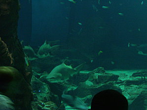 aquarium-piratesvernis-043.JPG