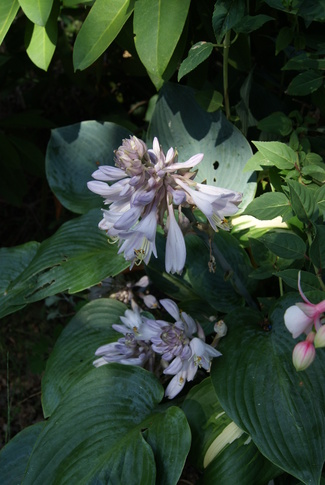 Hosta Halcyon