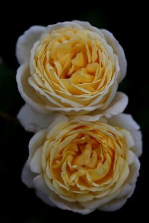 Les Roses de Warren : Hilda Sophia Lehmann