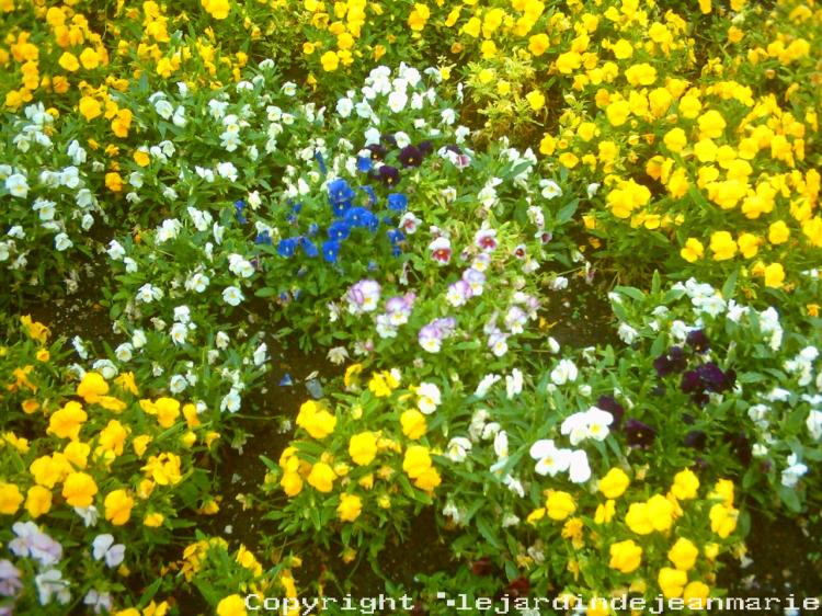 et oui nous voila bientôt au mois de Mai ;alors il faut faire les massifs d’été donc il faut arracher ces massifs d'hiver c'est bien dommage car c'est maintenant qu'ils sont la le plus beau