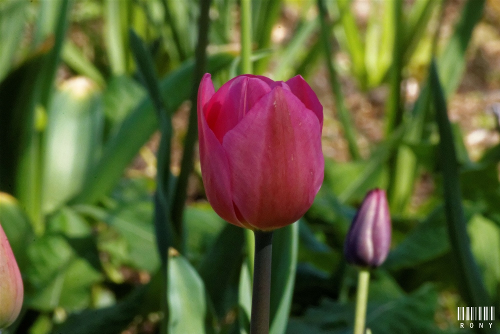 Le jardin impressionniste au printemps Part.1