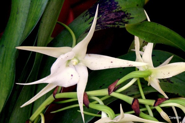 w01 - Orchidée