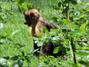 Photos de capucin à poitrine jaune (Zoo de la Palmyre)