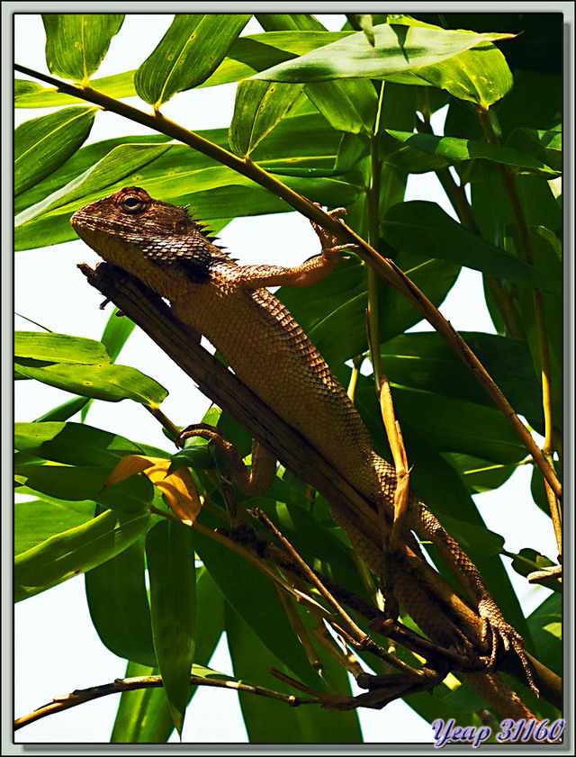 Blog de images-du-pays-des-ours : Images du Pays des Ours (et d'ailleurs ...), Lézard Agame à gorge rouge (Calotes Versicolor) - Parc National de Chitwan - Teraï - Népal