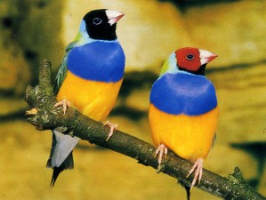 Diamants-Gould.jpg