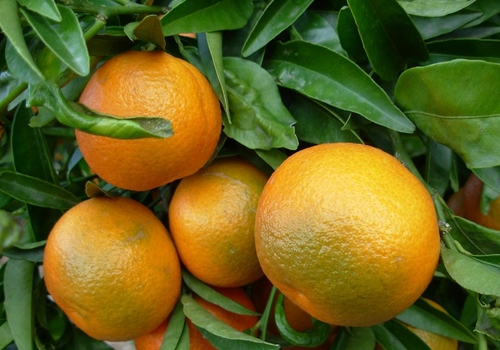 LA CLEMENTINE CORSE