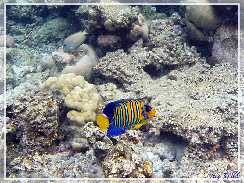  Snorkeling : Poisson-ange royal, Holacanthe duc, Royal angelfish, Regal angelfish (Pygoplites diacanthus) - Moofushi - Atoll d'Ari - Maldives