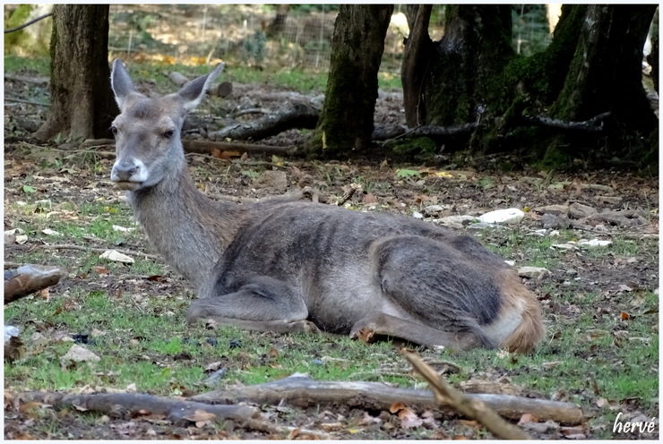 Parc animalier du Bois de Chailluz