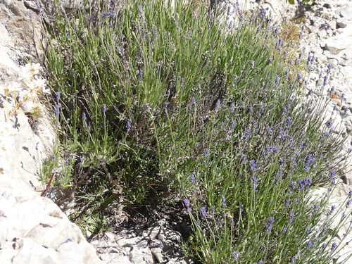 Les Cloches de Barles en fleurs