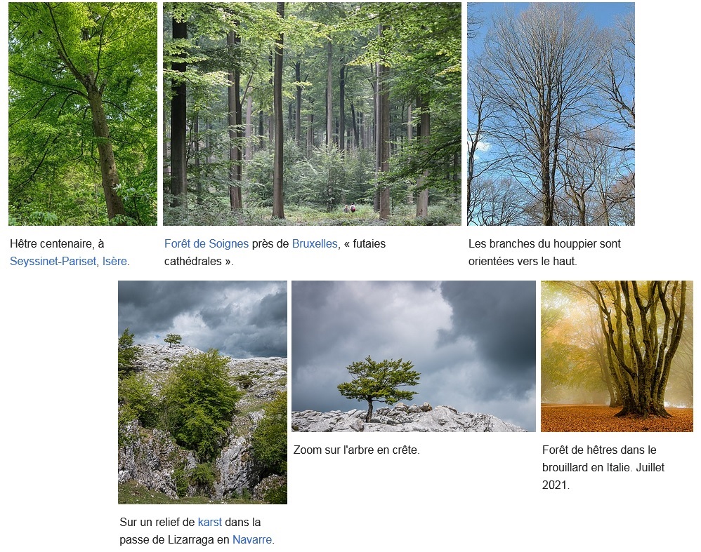 Forêt de bois de couleur des Hauts — Wikipédia