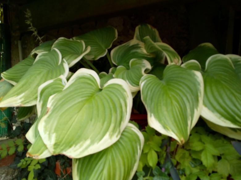 Jeudi dernier dans mon jardin