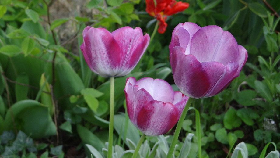 La Tulipe Ma star d'Avril
