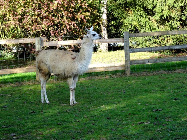 Le parc de l'Auxois, un bien agréable but de promenade...