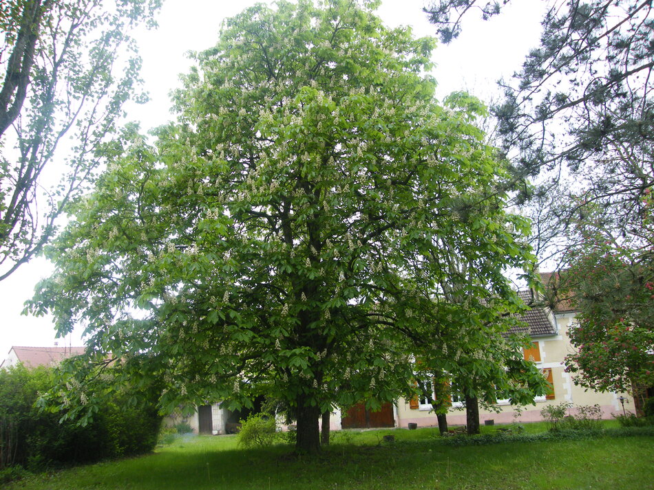  Le Premier Arbre                            