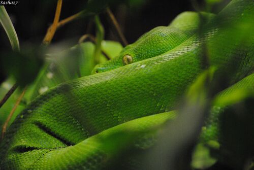 Python Vert.