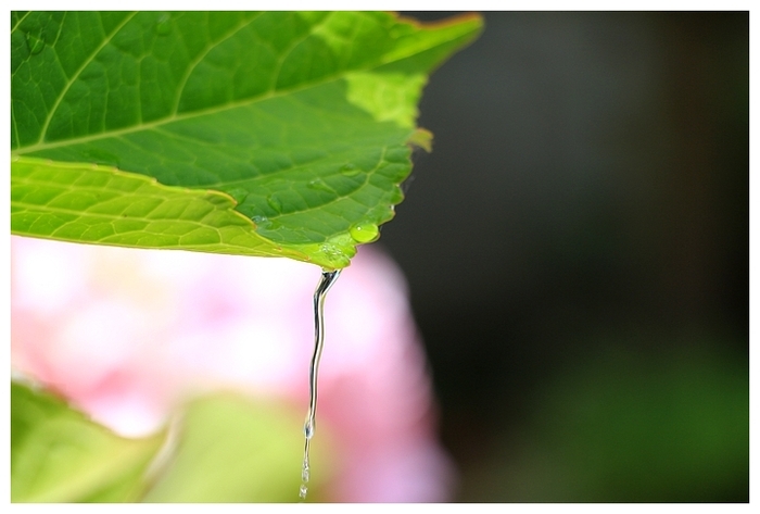 Goutte d'eau sur feuilles d'Hortansia